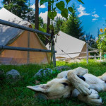 A family dog on a camping trip.
