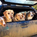 Overlanding with a pack of dogs