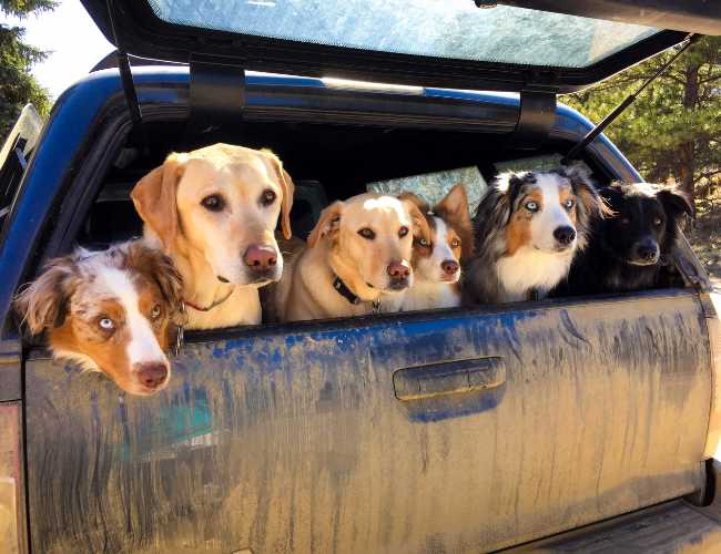 Overlanding with a pack of dogs