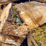 A pile of wet firewood.