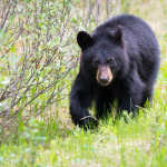 A bear near a campsite in North America.