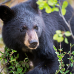 A black bear at a campsite.