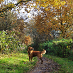 One of the best dogs for camping.