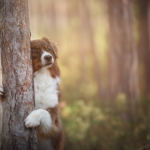 A stray dog on a camping trip.
