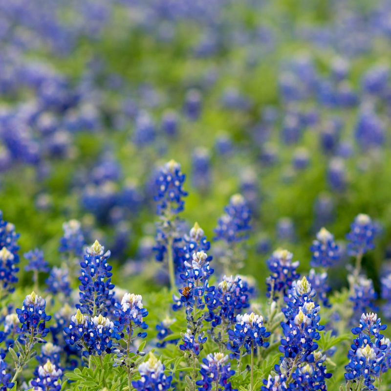 A Texas camping trip.