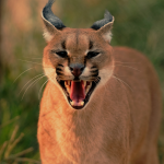 Wild animals at a camping site.